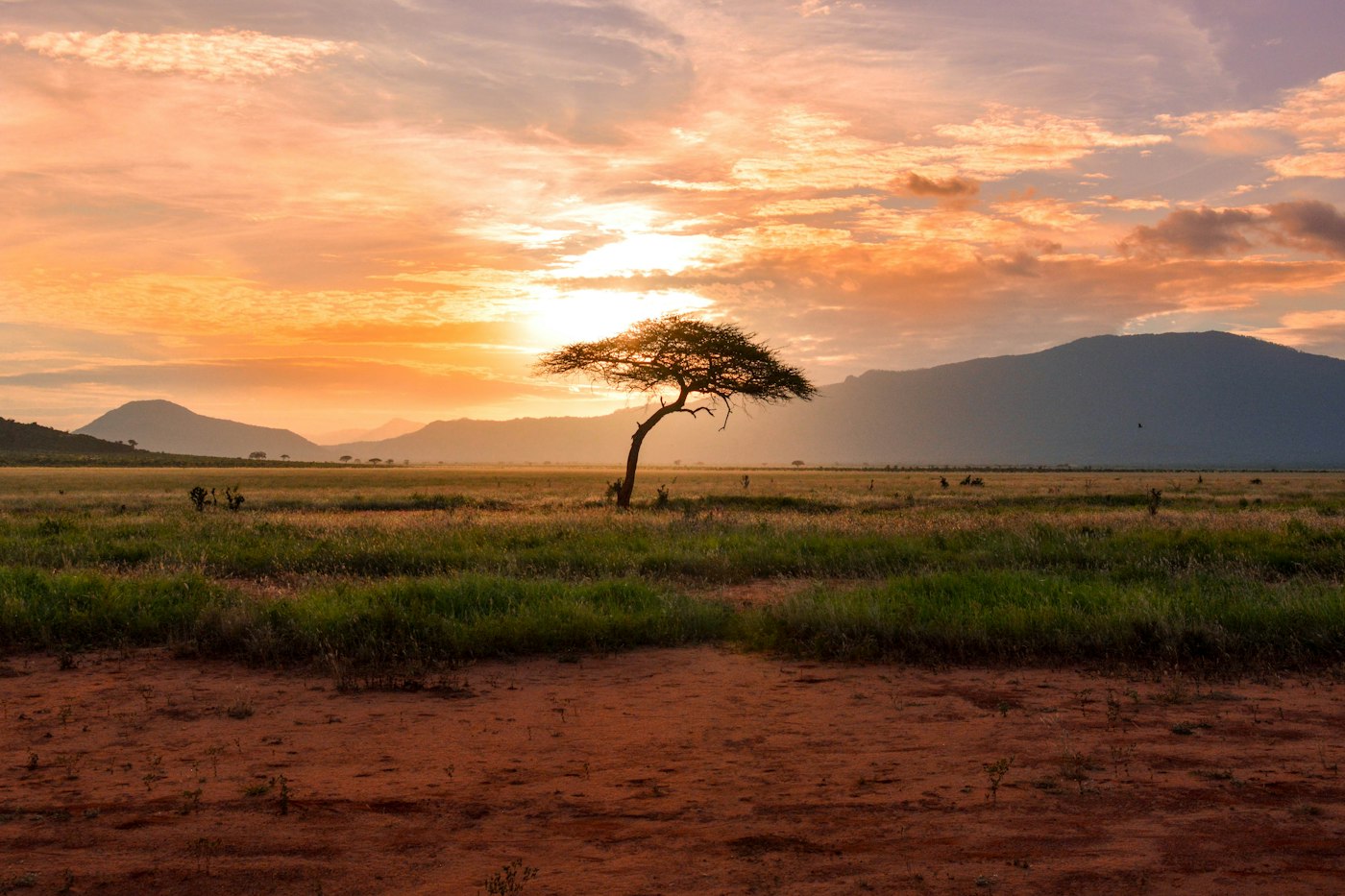 Acacia tree on open savanna at sunset